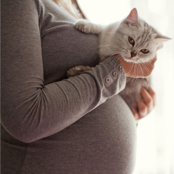 Hamilelikte Kedi Beslemek: Toxoplazmozis Hakkında Bilmeniz Gerekenler