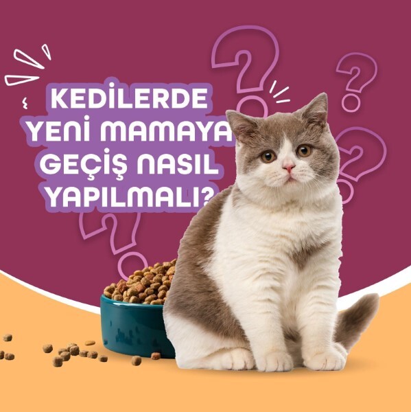 Kedilerde Yeni Mamaya Geçiş Süreci