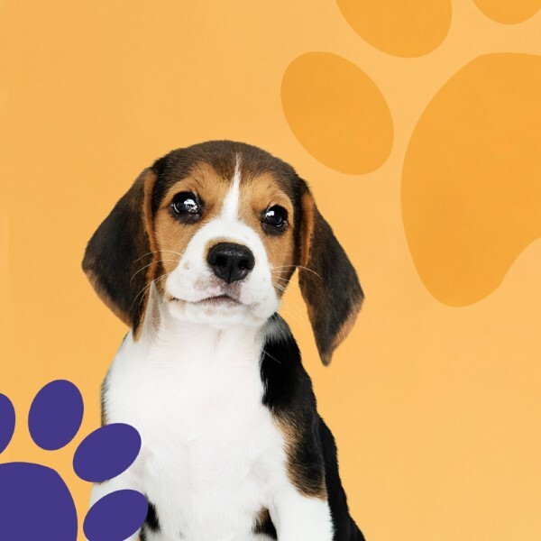 Yavru Köpekle Yeni Bir Yaşama Hazırlık