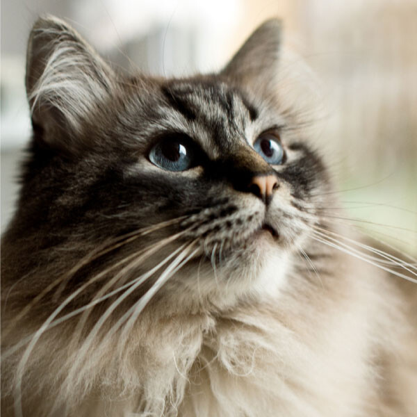 Kedi Bıyıkları ne işe yarar ?