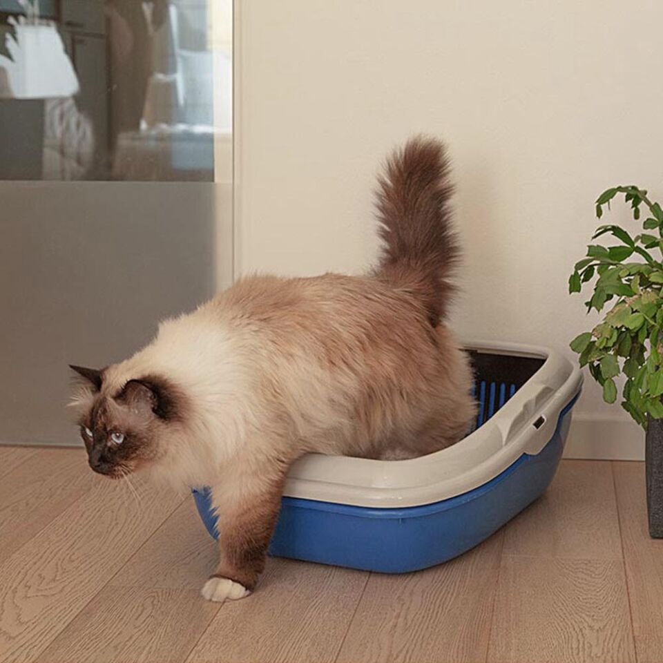 Ferplast Birba Elekli Açık Kedi Tuvaleti