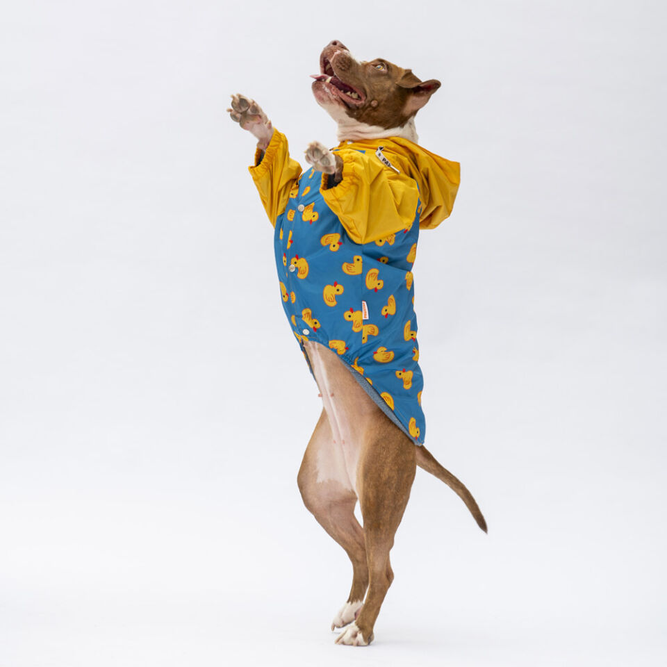 Pawstar Pekin Büyük Irk Yağmurluk 4XL