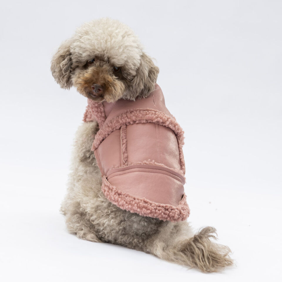 Pawstar Rose Churchill Yelek L