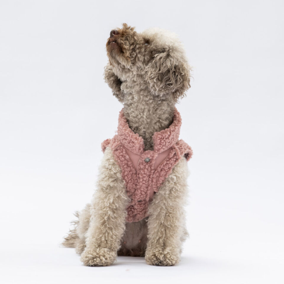 Pawstar Rose Churchill Yelek L