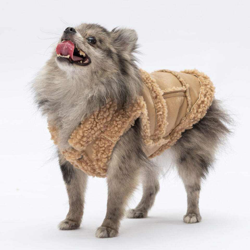 Pawstar Bej Churchill Yelek 2XL