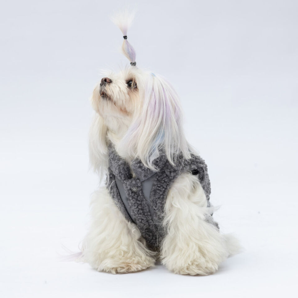 Pawstar Grey Churchill Yelek M
