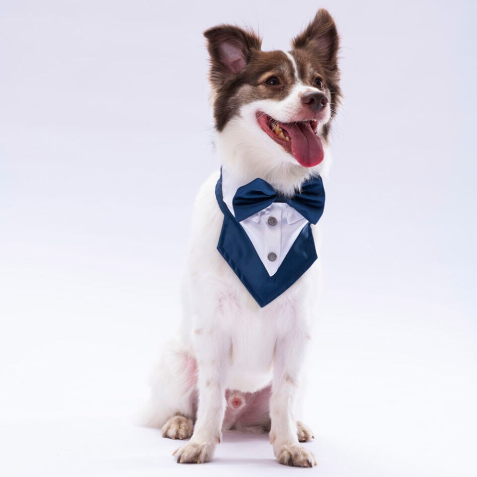 Pawstar Lacivert Smokin Fular 2