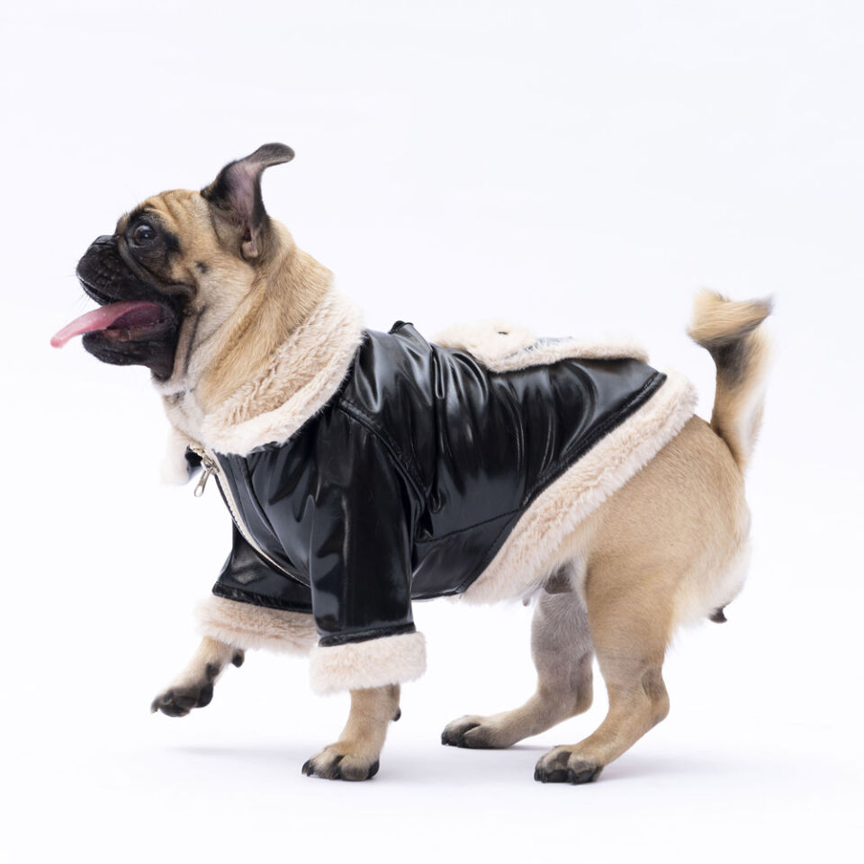 Pawstar Siyah Vegas Ceket L