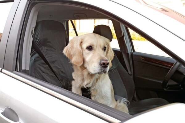 Karlıe Oto Koltuk Örtüsü 130 Cm X 70 Cm Siyah - 2