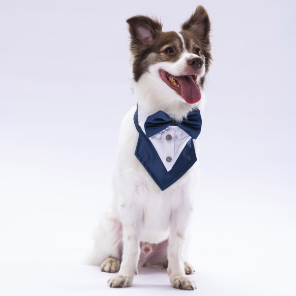 Pawstar Lacivert Smokin Fular 2 - Pawstar