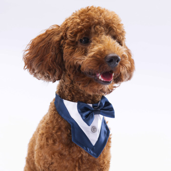 Pawstar Lacivert Smokin Fular 2 - 3