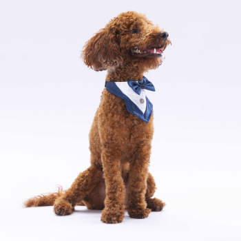 Pawstar Lacivert Smokin Fular 2 - 4