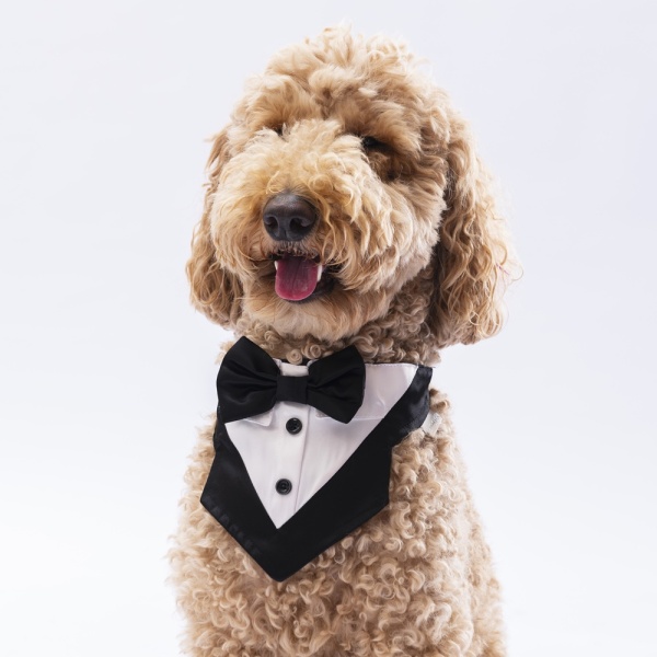 Pawstar Siyah Smokin Fular 1 - Pawstar